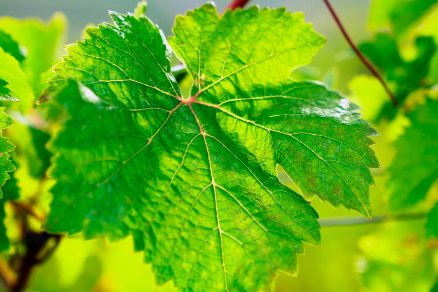 Vine-Leaf-